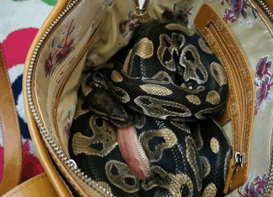 Pastor Arrested with a live snake in Busia Snake